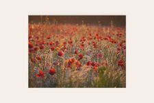 Red Poppy Field Puzzle