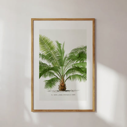 Vintage Palm Tree Drawing No. 7 Wall Art Poster