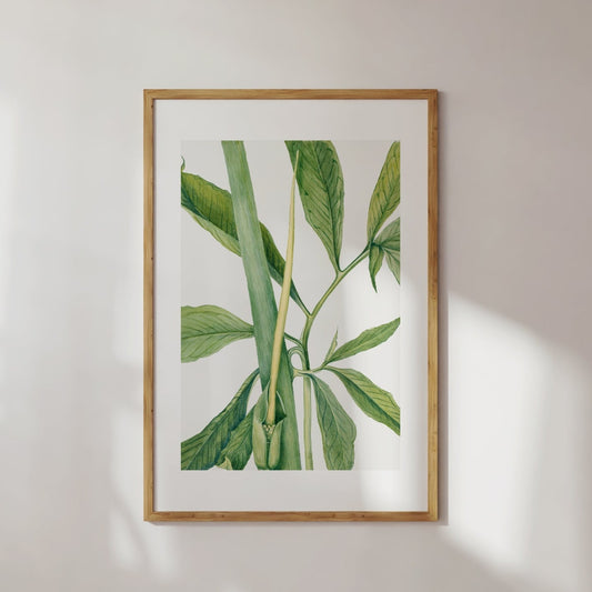 Greendragon Plant Illustration Poster Digital Print