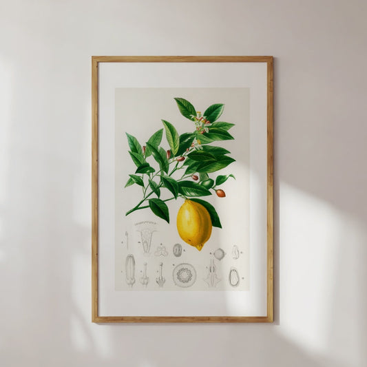 Lemon Citrus Poster Digital Print