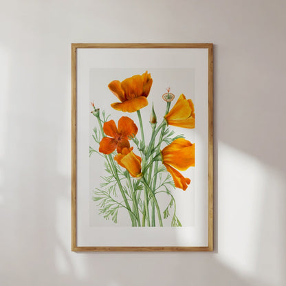 California Poppies Painting Poster