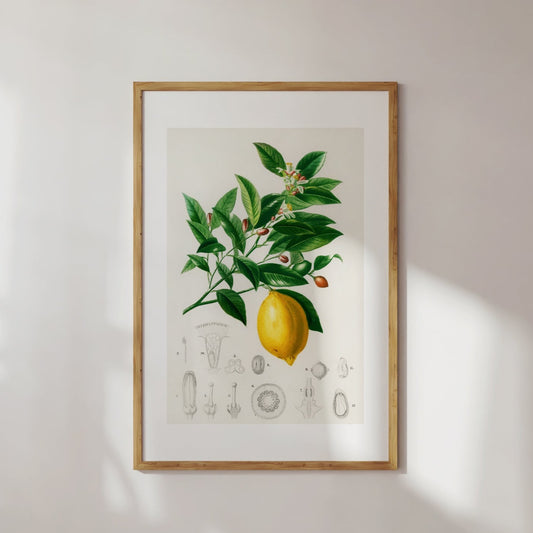 Lemon Citrus Poster