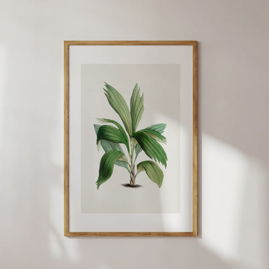 Hand Drawn Areca Palm Poster Digital Print