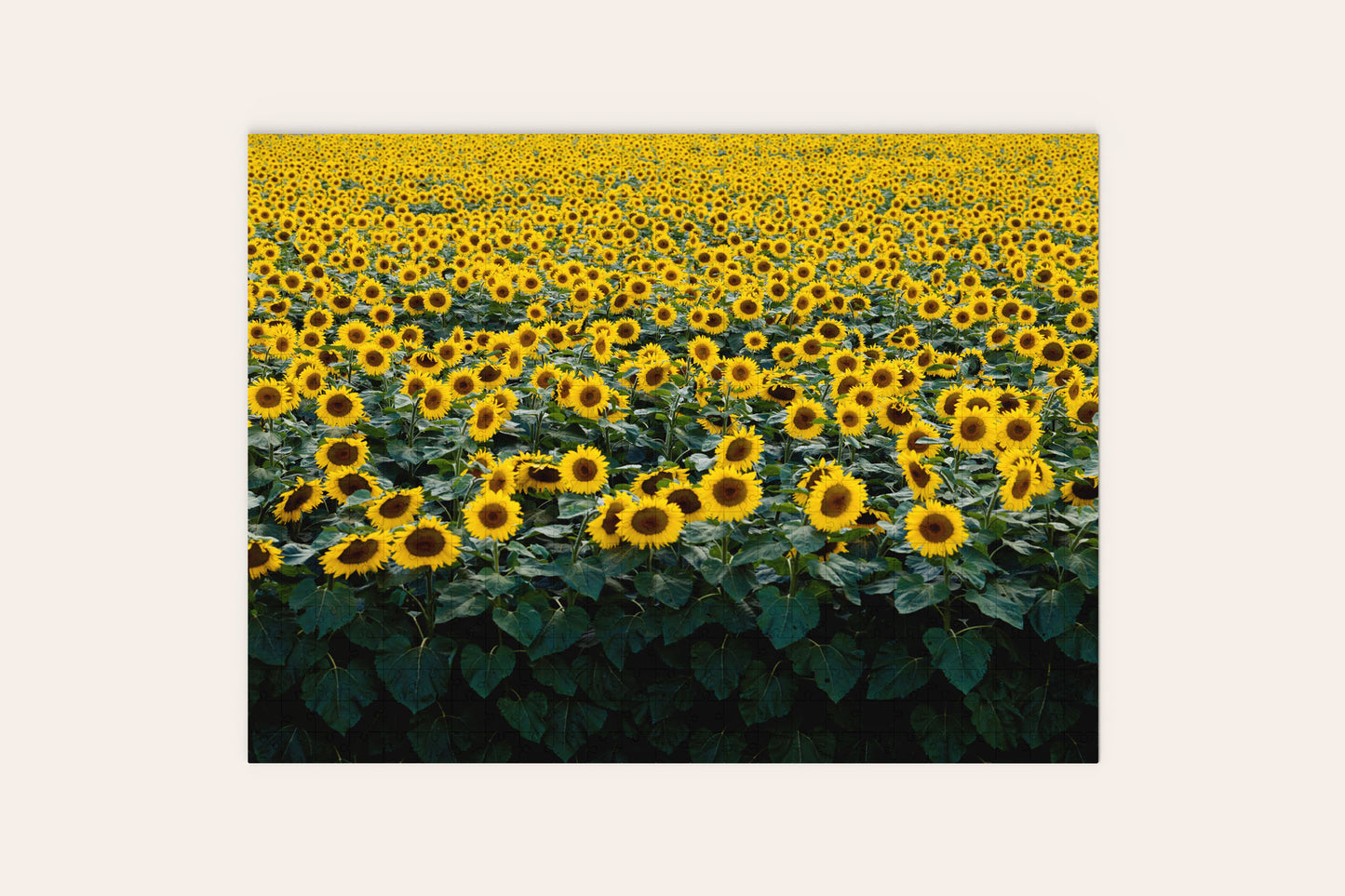 Sunflower Field Puzzle