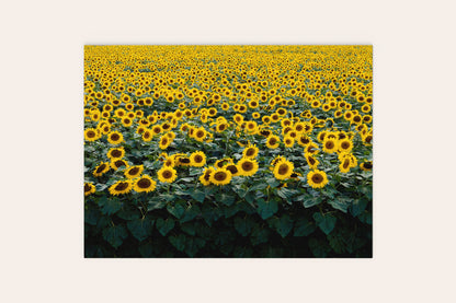 Sunflower Field Puzzle