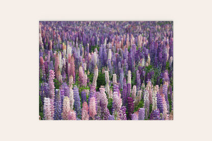 Field Of Lupine Flowers Puzzle