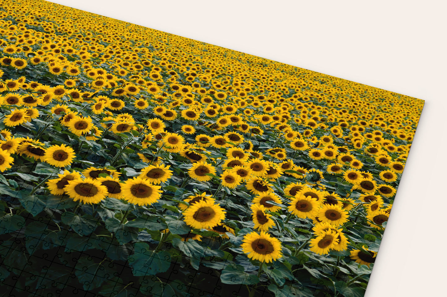 Sunflower Field Puzzle