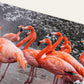 American Flamingos Puzzle