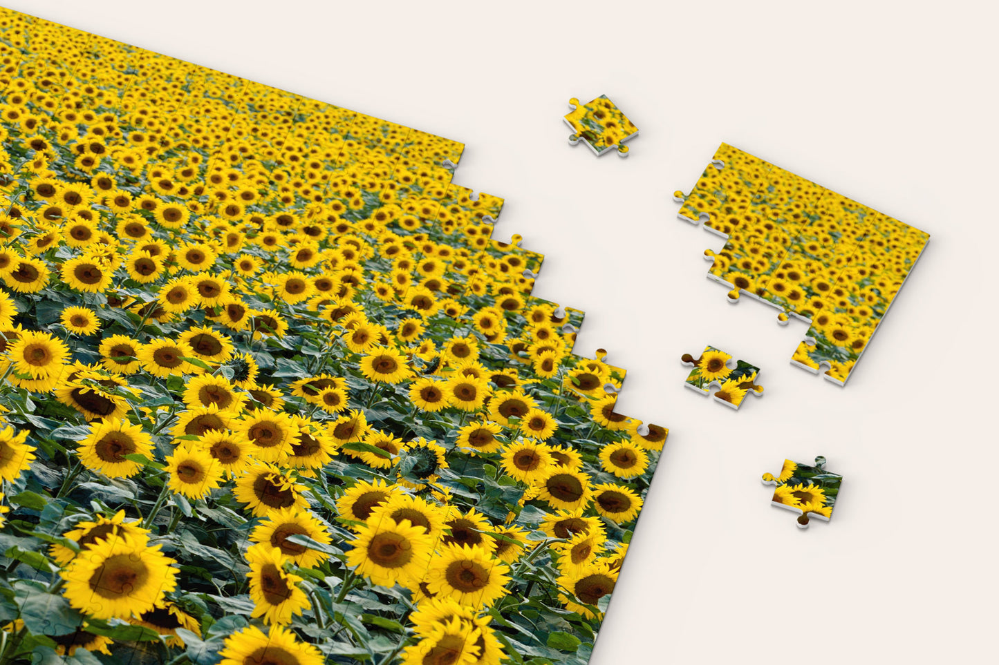 Sunflower Field Puzzle